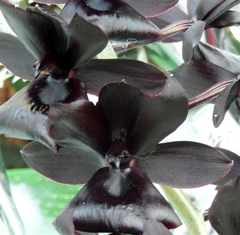 Monnierara mill3nnium Magic: An Orchid Lover's Dream